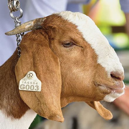 goat ear tags scrapie USDA